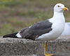 adult LBBG Dutch intergrade in September, ringed in the Netherlands. (85708 bytes)